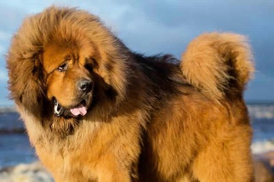 5 Most Expensive Dog Breeds In India