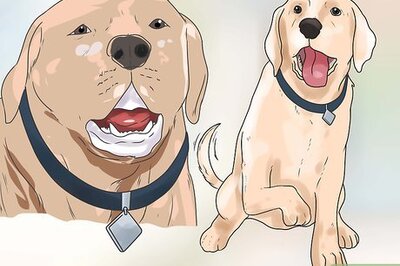 How to Build Trust with an Abused Dog