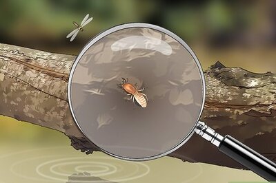 How to Identify an Insect