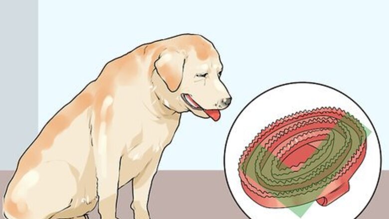 How to Groom a Short Haired Dog