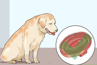 How to Groom a Short Haired Dog