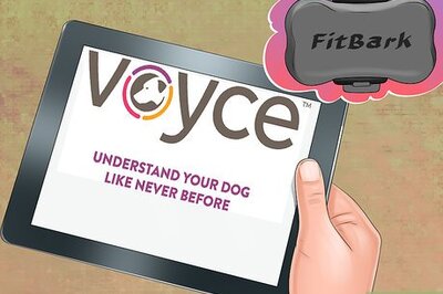 How to Track Your Dog's Patterns