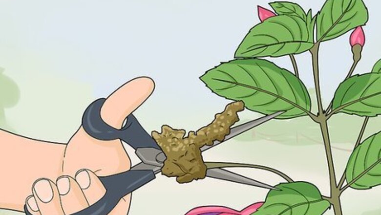 How to Fight Fuschia Gall Mites