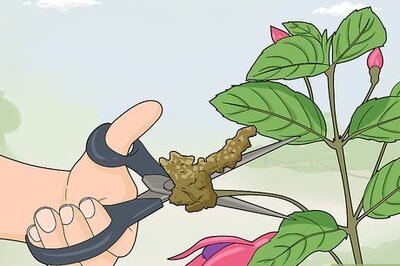 How to Fight Fuschia Gall Mites
