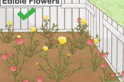 How to Garden when You Have a Dog