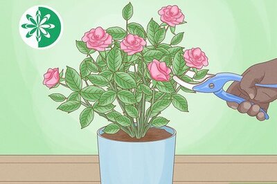 How to Prune a Mini Rose Bush