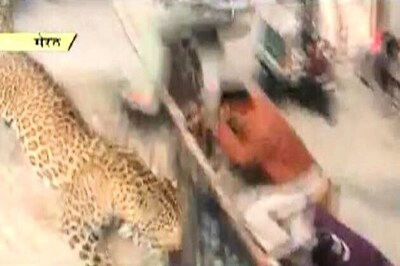 Schools, colleges shut as leopard that entered hospital strays into city