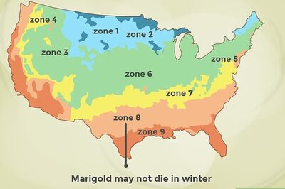 How to Grow Marigolds