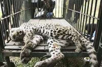 Zoo tigress attacks visitor, severs hand