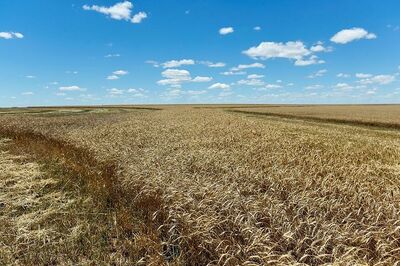 Govt Hikes Support Prices for Wheat, Five Other Rabi Crops