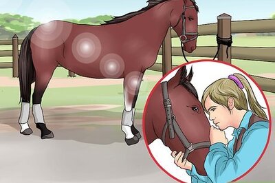 How to Pick a Horse Hoof