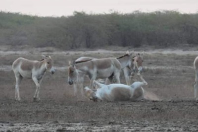 Population of Indian Wild Ass, Found Only in Gujarat, Rises to 7,672 from 6,082 in 2020