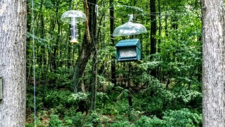 How to Create a Bear‐Proof Bird Feeding Station