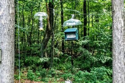 How to Create a Bear‐Proof Bird Feeding Station