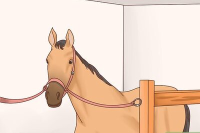 How to Take Care of Your Horse