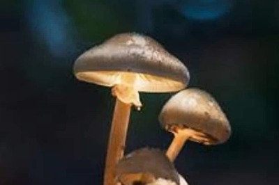 37-Year-Old Austrian Man Cuts Off His Genitals After Hallucinations From Psilocybin Mushrooms