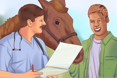 How to Hand Feed a Horse