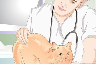 How to Help Your Cat Lose Weight: A Complete Guide
