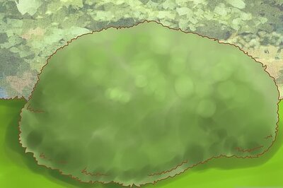 How to Attract Quail