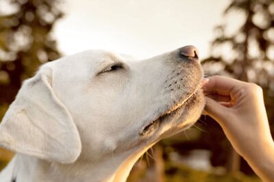 Five Ways To Prevent Kidney Failures In Your Dog