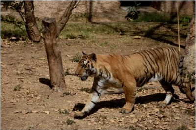 Census in Tiger Reserve Suspended After Elephant Kills Two