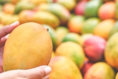 What the Fork: Forget About Alphonso, Pairi! Let’s Explore Other Indian Mangoes, Writes Kunal Vijayakar