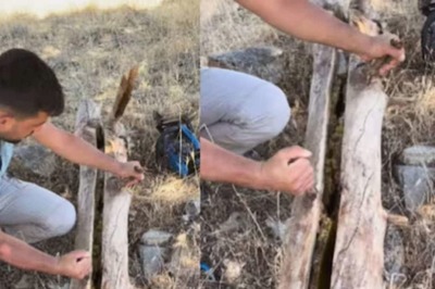 Video Of Man Revealing Honeycombs Inside Tree Trunk Viral