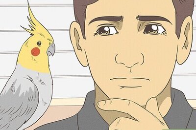 How to Take Care of a Cockatiel