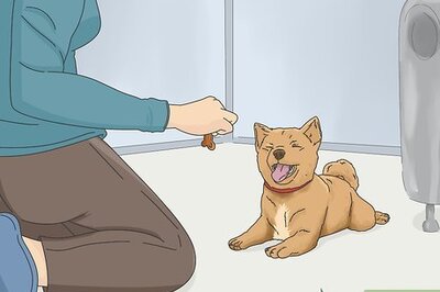 How to Get a Puppy to Stop Growling when You Pick Them Up