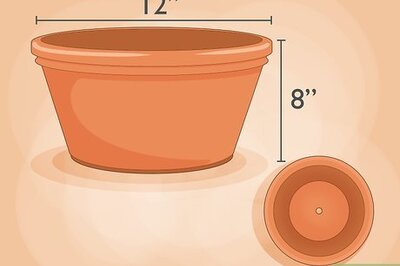 How to Grow Carrots Indoors
