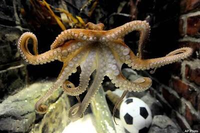 Octopus Paul to forecast WC final