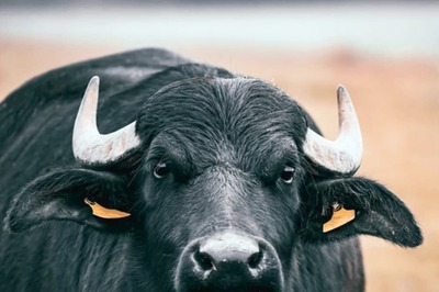 Buffalo Scores Where Panchayat Fails, Finds Its Owner in UP Village