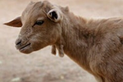 Man mourns death of his goat 'wife'