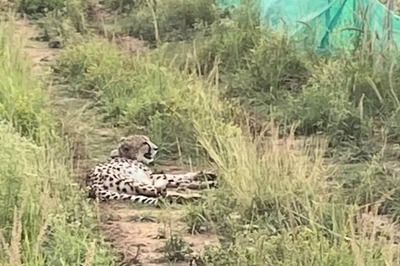 'Project Cheetah On Track’: Experts To Analyse Human-Cheetah Interface Around Kuno Before Release of More Big Cats