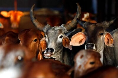 Beef ban issue creates divide between PDP & BJP