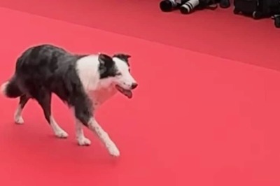 Watch: Messi, The Dog From Anatomy Of A Fall, Is The Cutest Celeb On Cannes Red Carpet