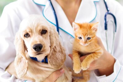 World Veterinary Day 2022: How to Celebrate the Day with Veterinarians