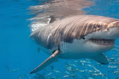 13 Sharks Off Brazil Coast Test Positive For Cocaine