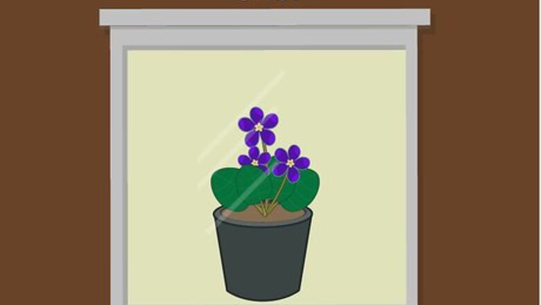 How to Grow African Violets Indoors