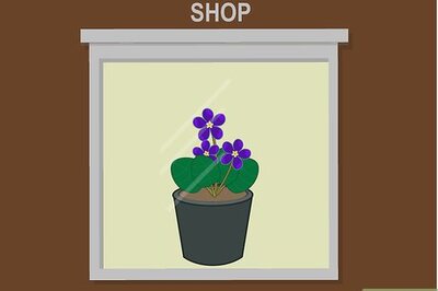How to Grow African Violets Indoors