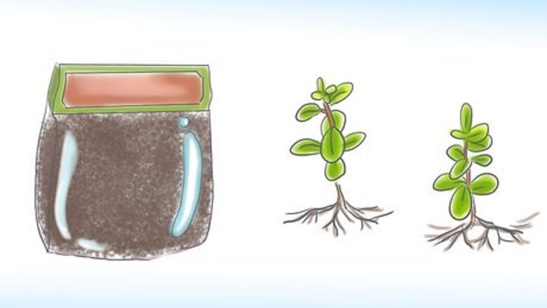 How to Grow St John's Wort