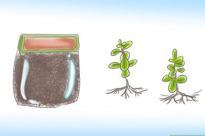 How to Grow St John's Wort