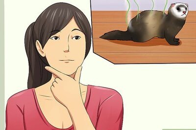 How to Bathe a Ferret