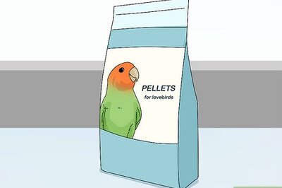 How to Feed Lovebirds