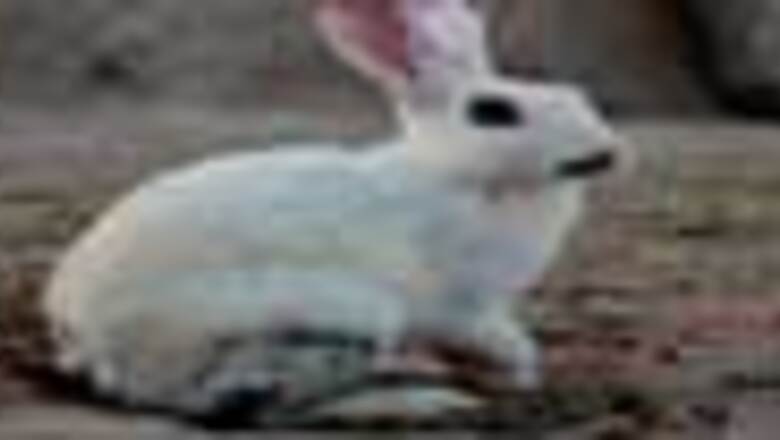 Pet rabbit saves couple from house fire