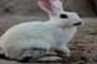 Pet rabbit saves couple from house fire