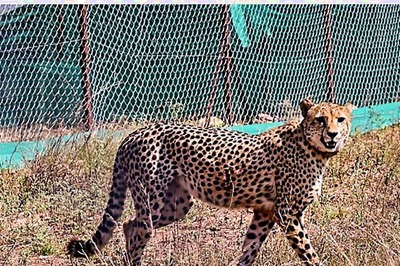 Cheetah Dies at Kuno National Park; Translocated from South Africa in February, Second Fatality in 3 Weeks
