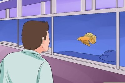 How to Help a Betta Fish Live Longer