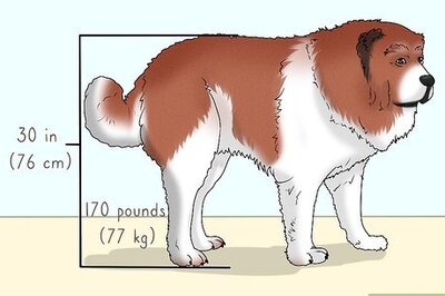 How to Identify a Caucasian Shepherd Dog