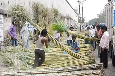 Govt Hikes Sugarcane Price By Rs 10 To Rs 315 Per Quintal For 2023-24 Season